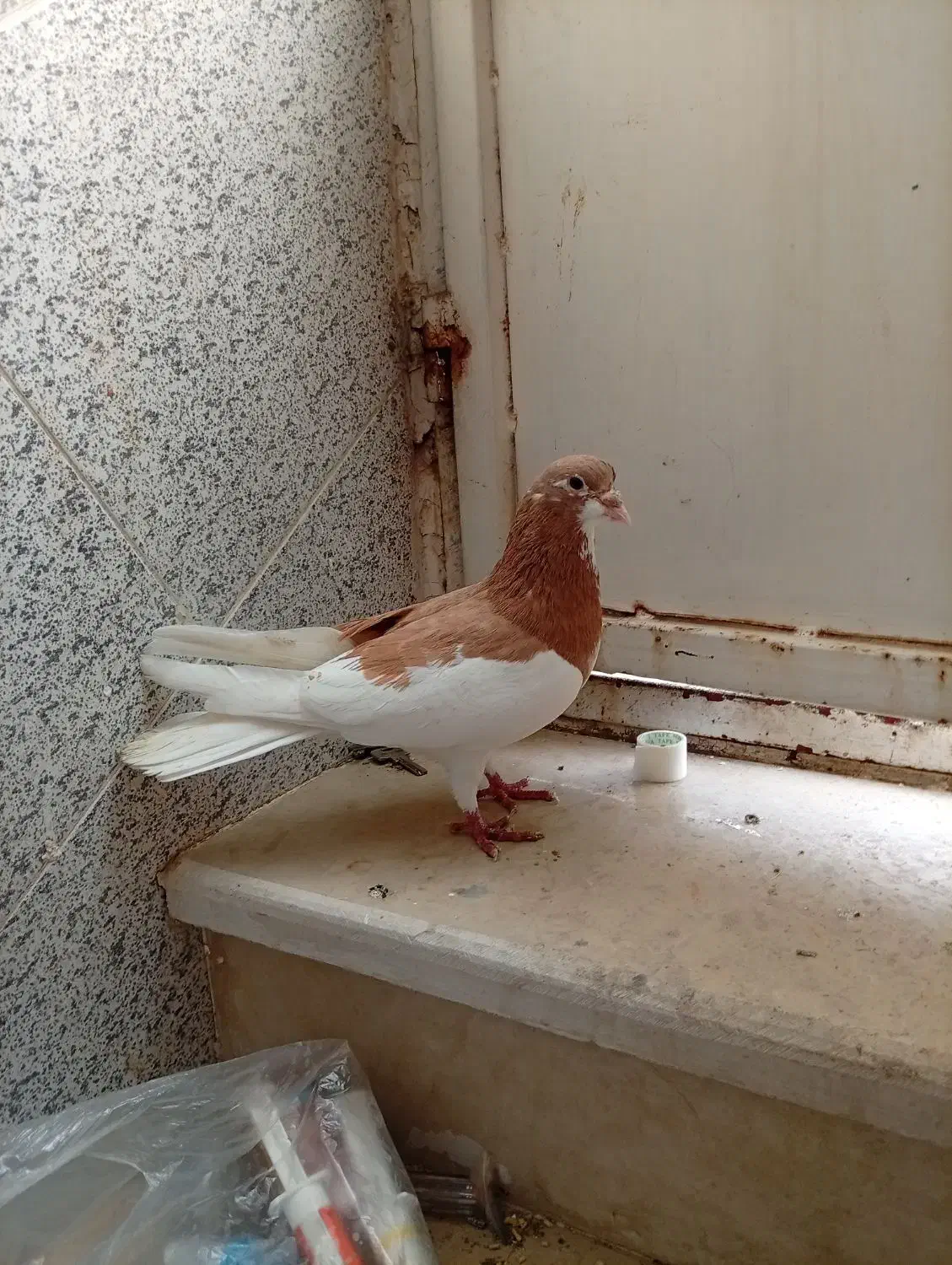 یال، اشعل، سیاه|پرنده|بندر ماهشهر, |دیوار