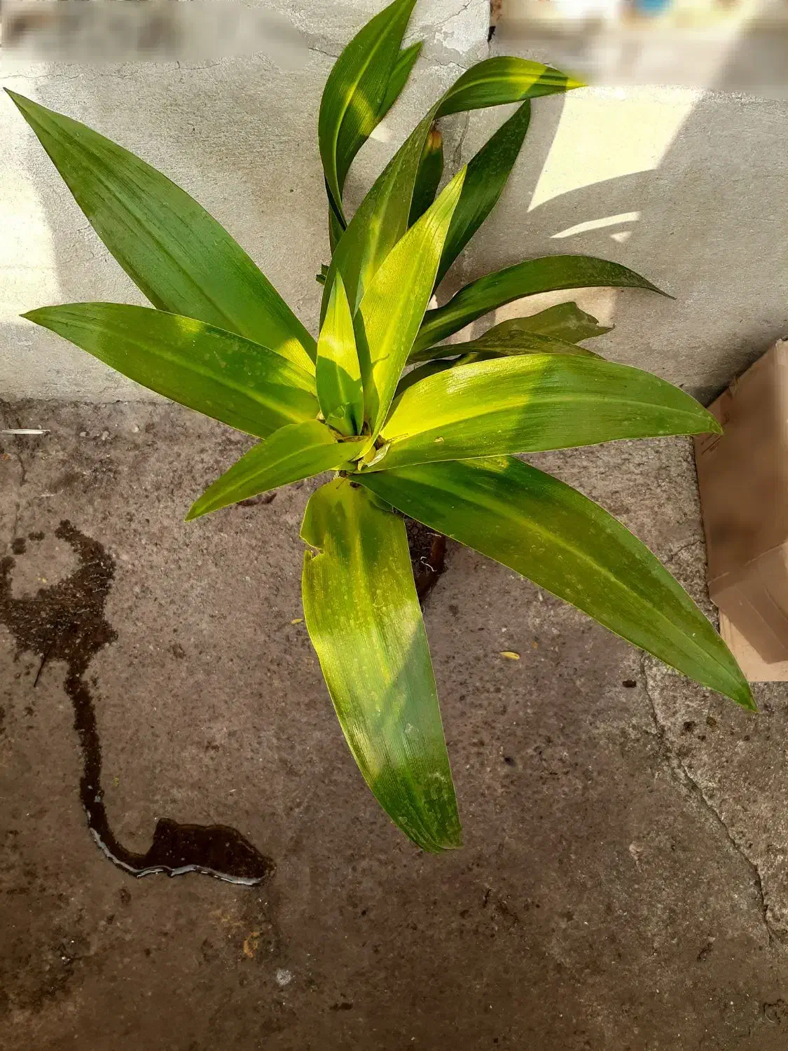 گلهای خانگی|گل و گیاه طبیعی|رشت, علی آباد|دیوار