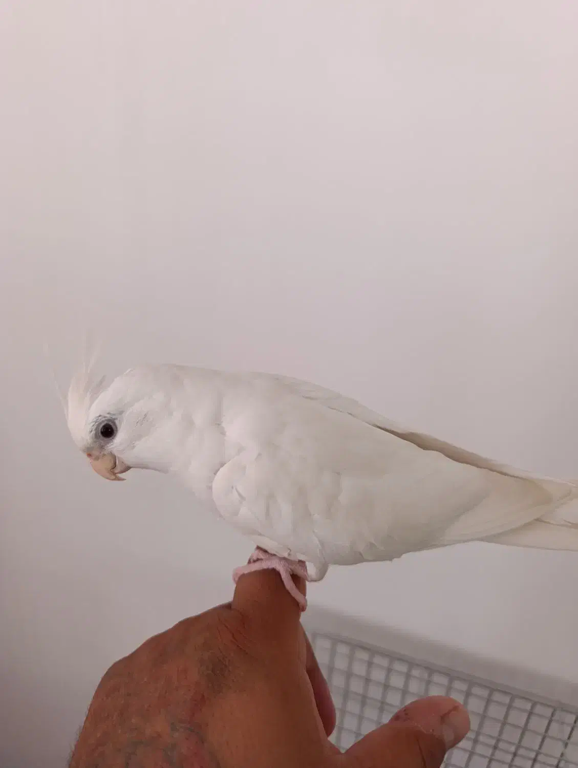 عروس هلندی البینو فول دستی|پرنده|دیلم, |دیوار