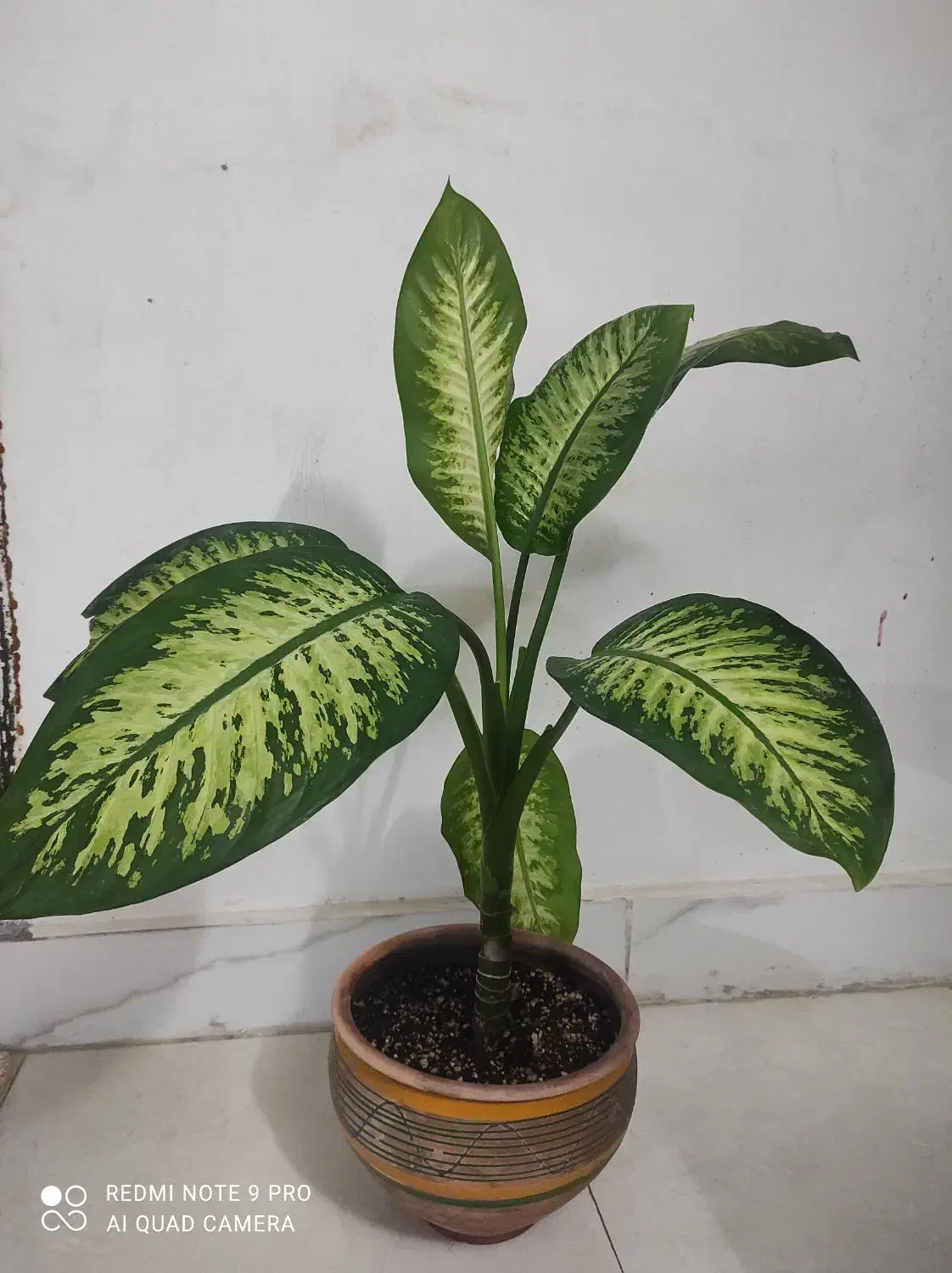 گل دیفن باگلدان|گل و گیاه طبیعی|چناران, |دیوار