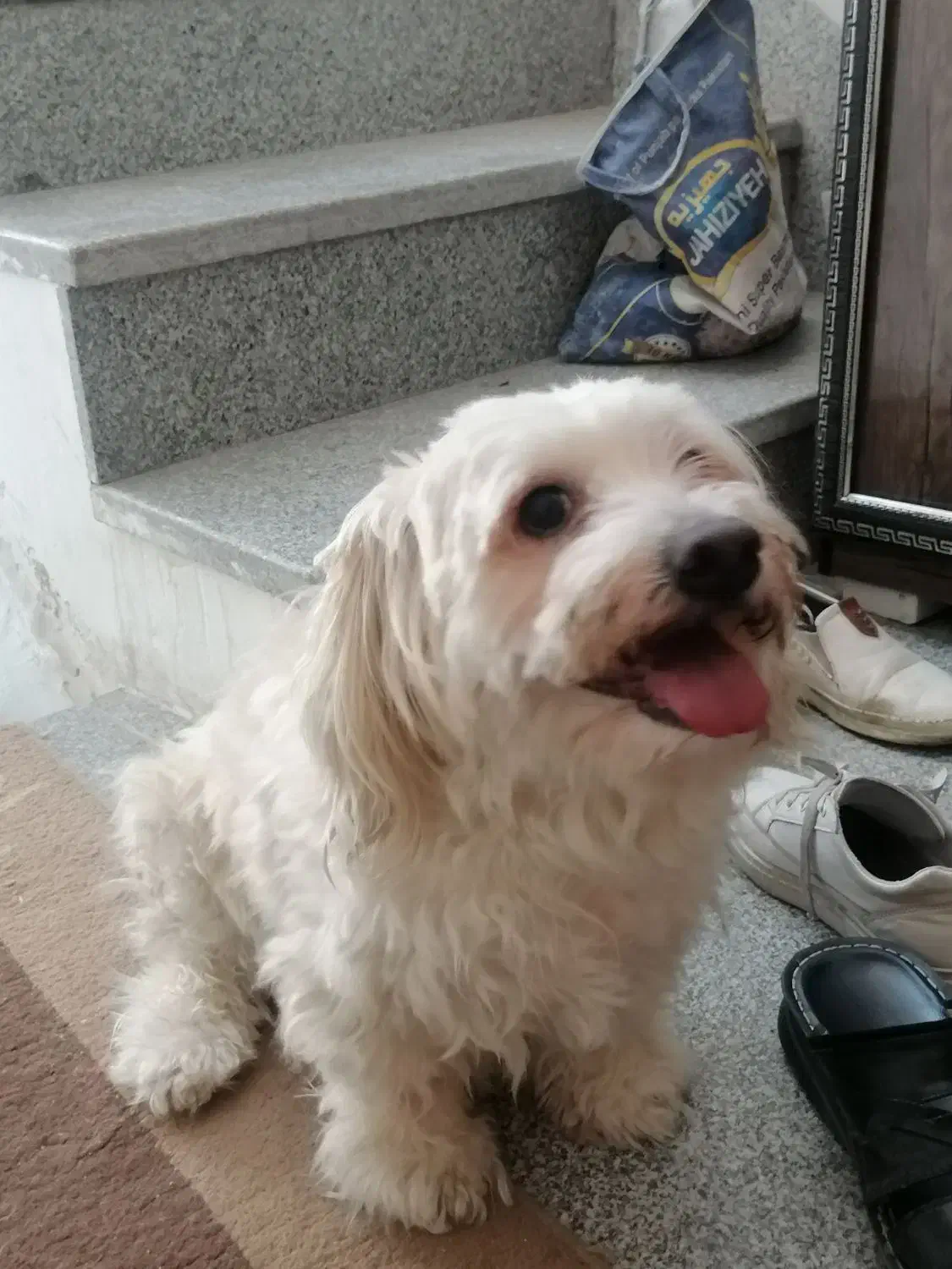 واگذاری سگ|سگ|یزد, |دیوار