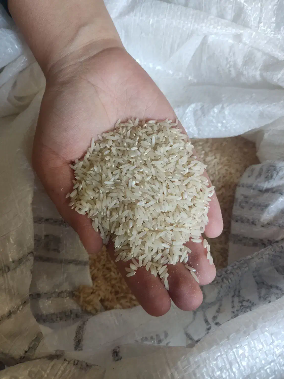 برنج محلی دره شهر|خوردنی و آشامیدنی|دهلران, |دیوار