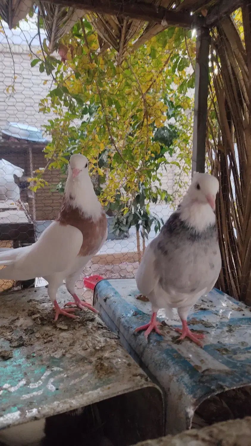 طوقی|پرنده|اردکان, |دیوار