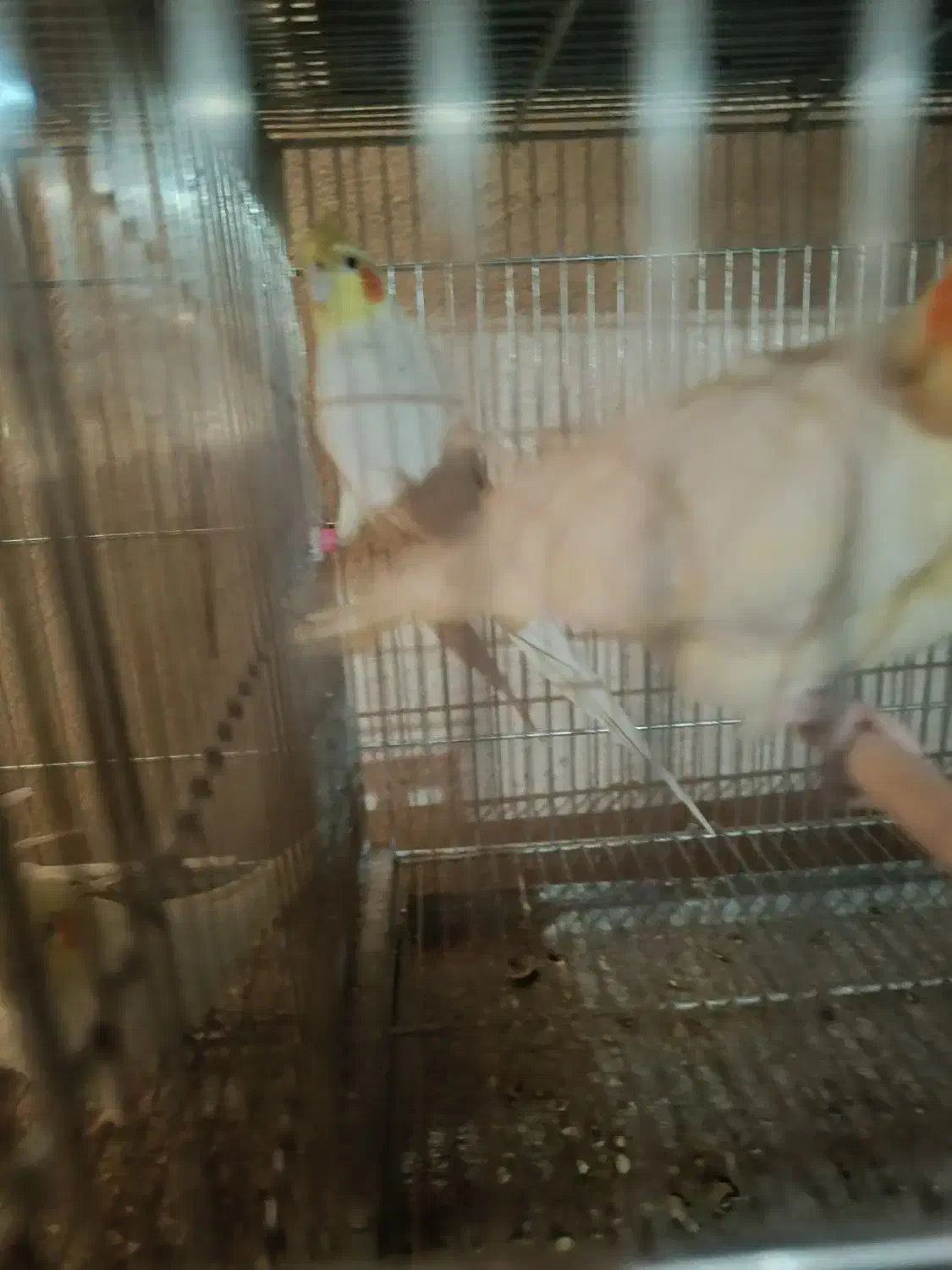 جفت عروس بالغ وحش|پرنده|سیرجان, |دیوار