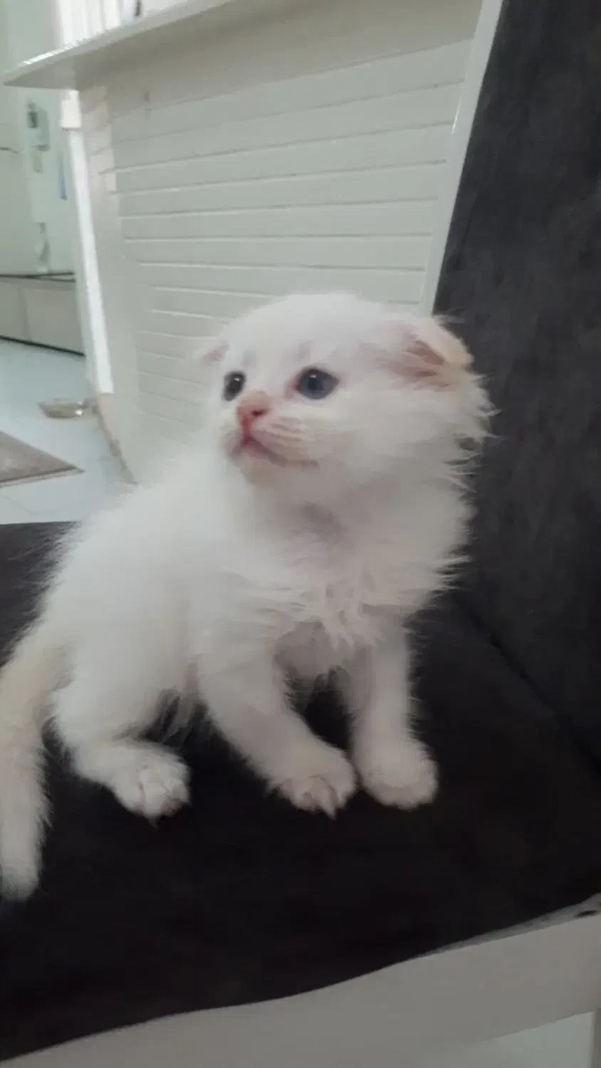 دوعدد گربه اسکاتیش|گربه|زنجان, |دیوار