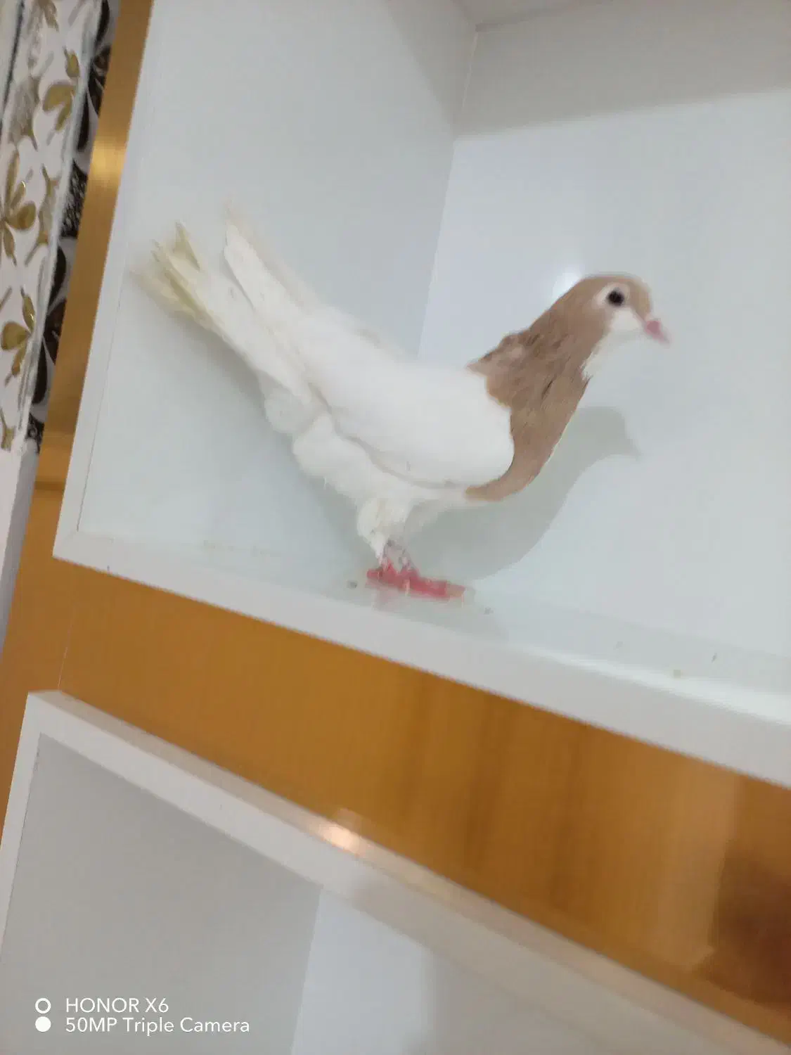 کبوتر خال زرد|پرنده|شیروان (خراسان), |دیوار