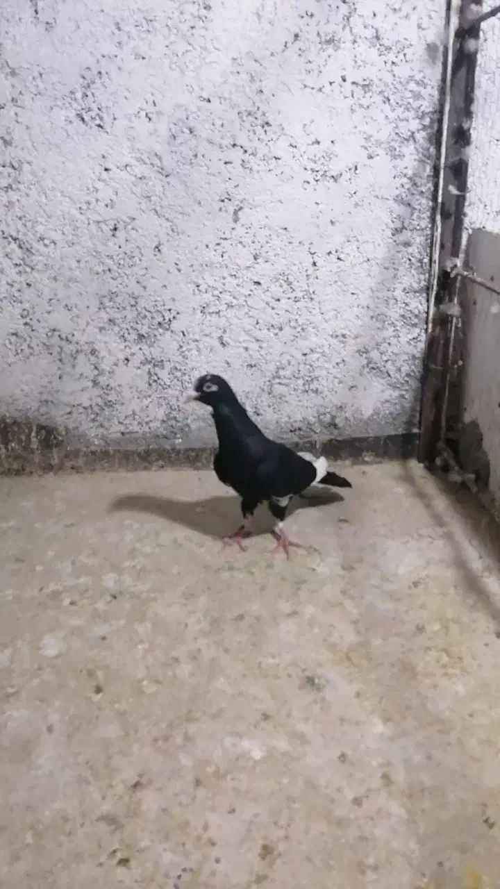 سار|پرنده|مشهد, رسالت|دیوار