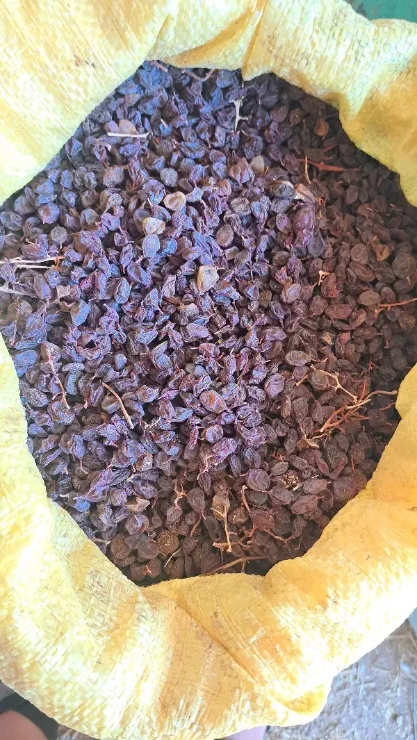 کشمش عسگری|خوردنی و آشامیدنی|قزوین, |دیوار