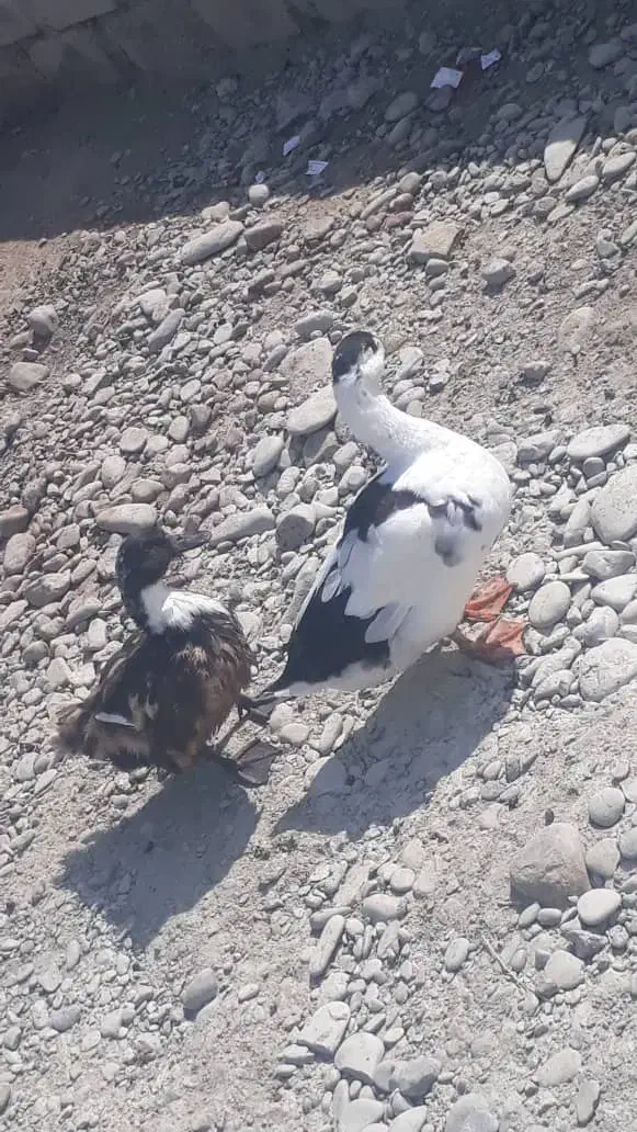 اردک|پرنده|کنارک, |دیوار