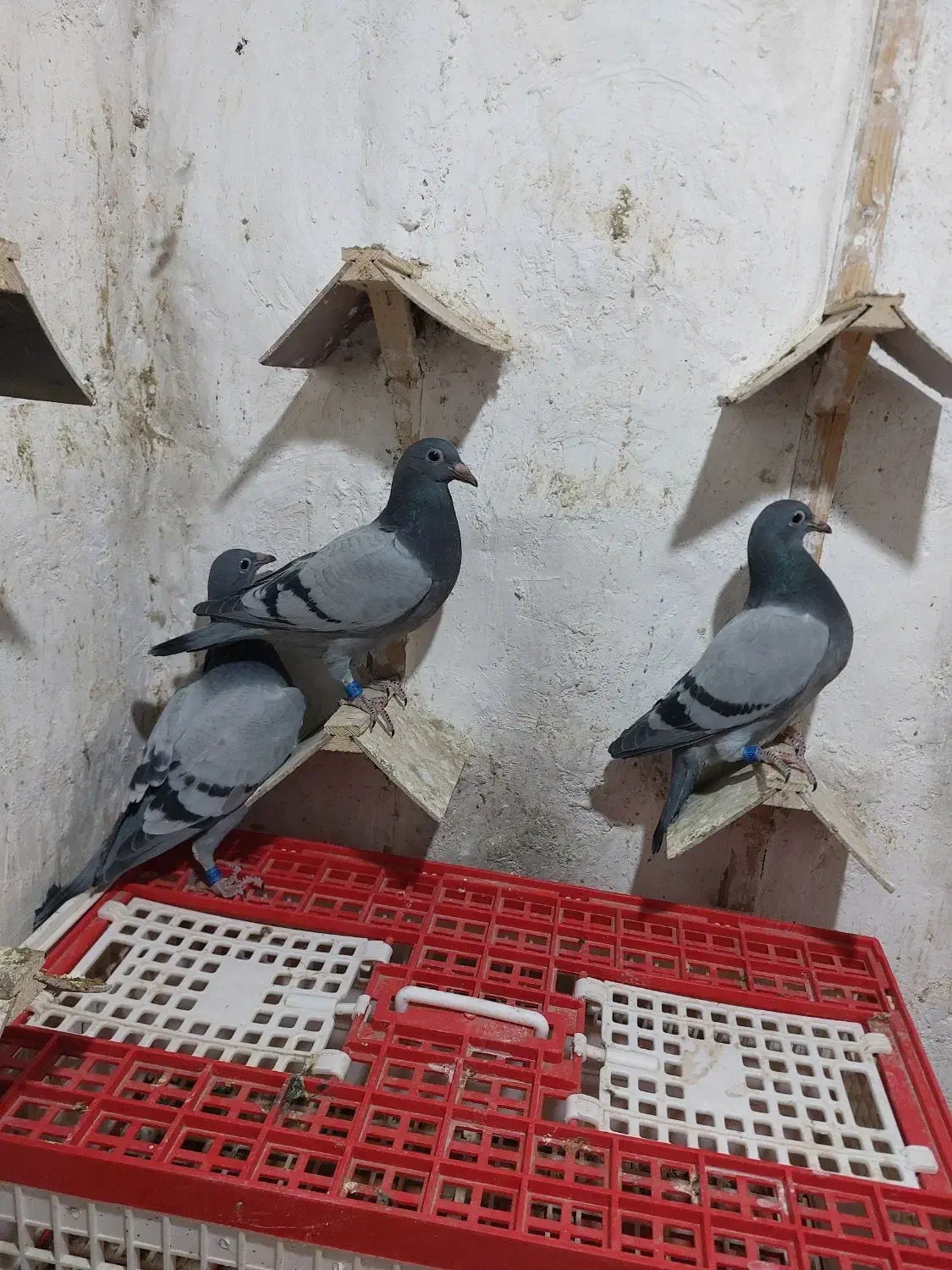 جوجه پلاکی مسافتی|پرنده|مشهد, امیریه|دیوار