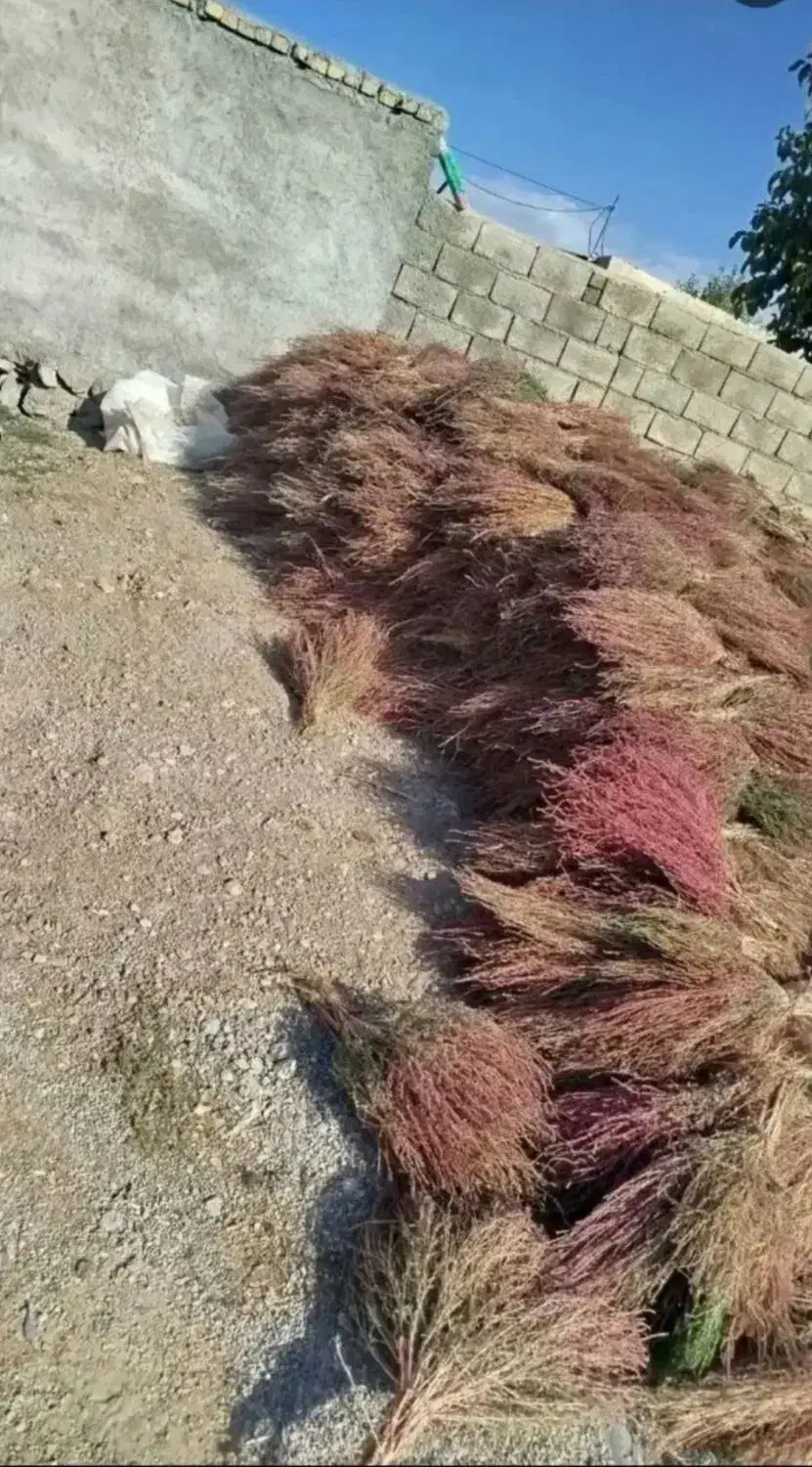 جارو هردسته 40هزار تومن قیمت هم مقطوع|لوازم نظافت|خرم‌آباد, |دیوار