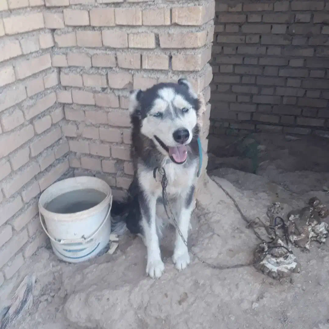 سگ هاسکی|سگ|اهواز, کیانشهر|دیوار