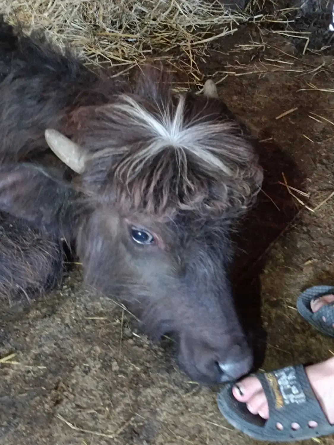 کود حیوانی|خدمات باغبانی و درختکاری|شاندرمن, |دیوار