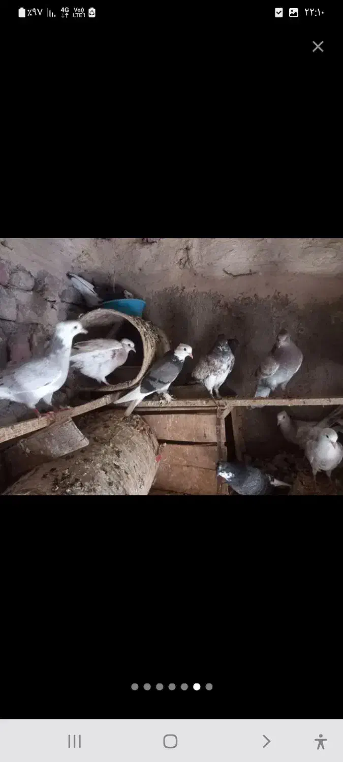 جوجه کبوتر|پرنده|قم, زاویه|دیوار