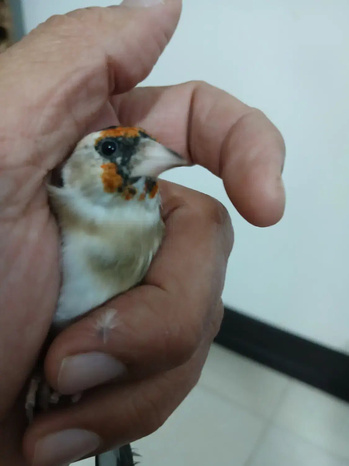 سهره چونه سفیدجوجه قفس|پرنده|فردیس, شهرک شهید حسینی|دیوار