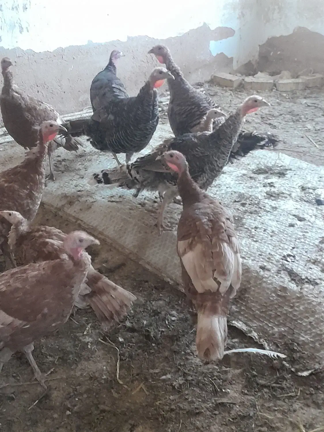 جهت آشنایی با این شماره تماس بگیرید|پرنده|تاکستان, |دیوار