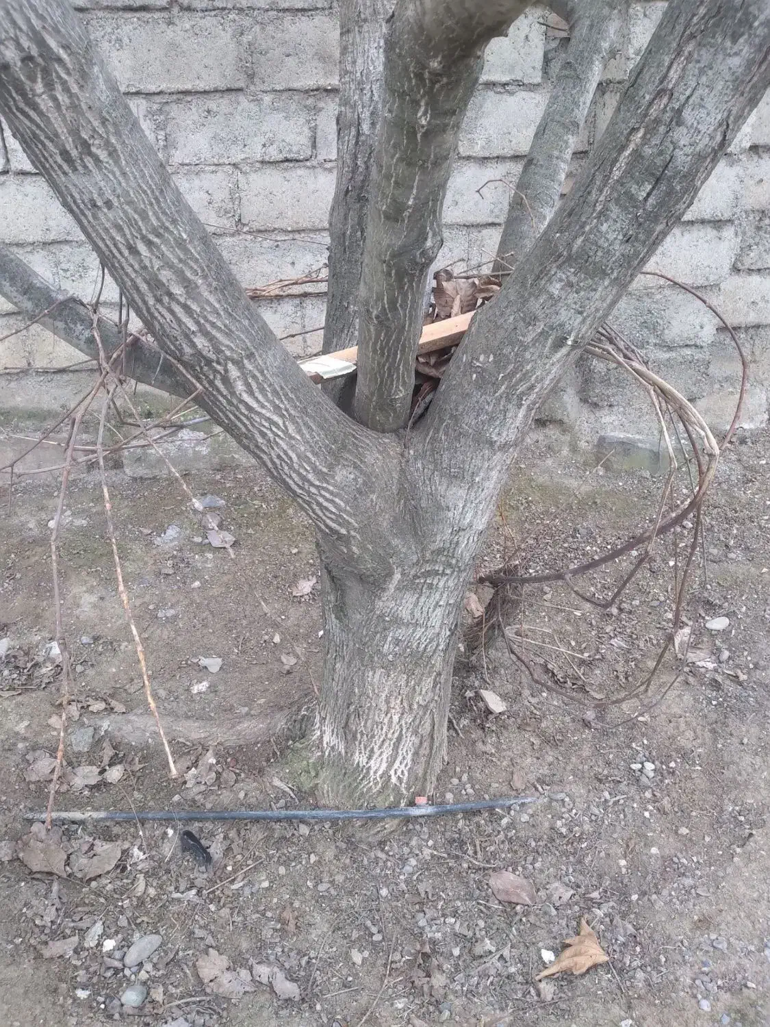 تعداد10عدد درخت گردو|گل و گیاه طبیعی|گرمادوز, |دیوار