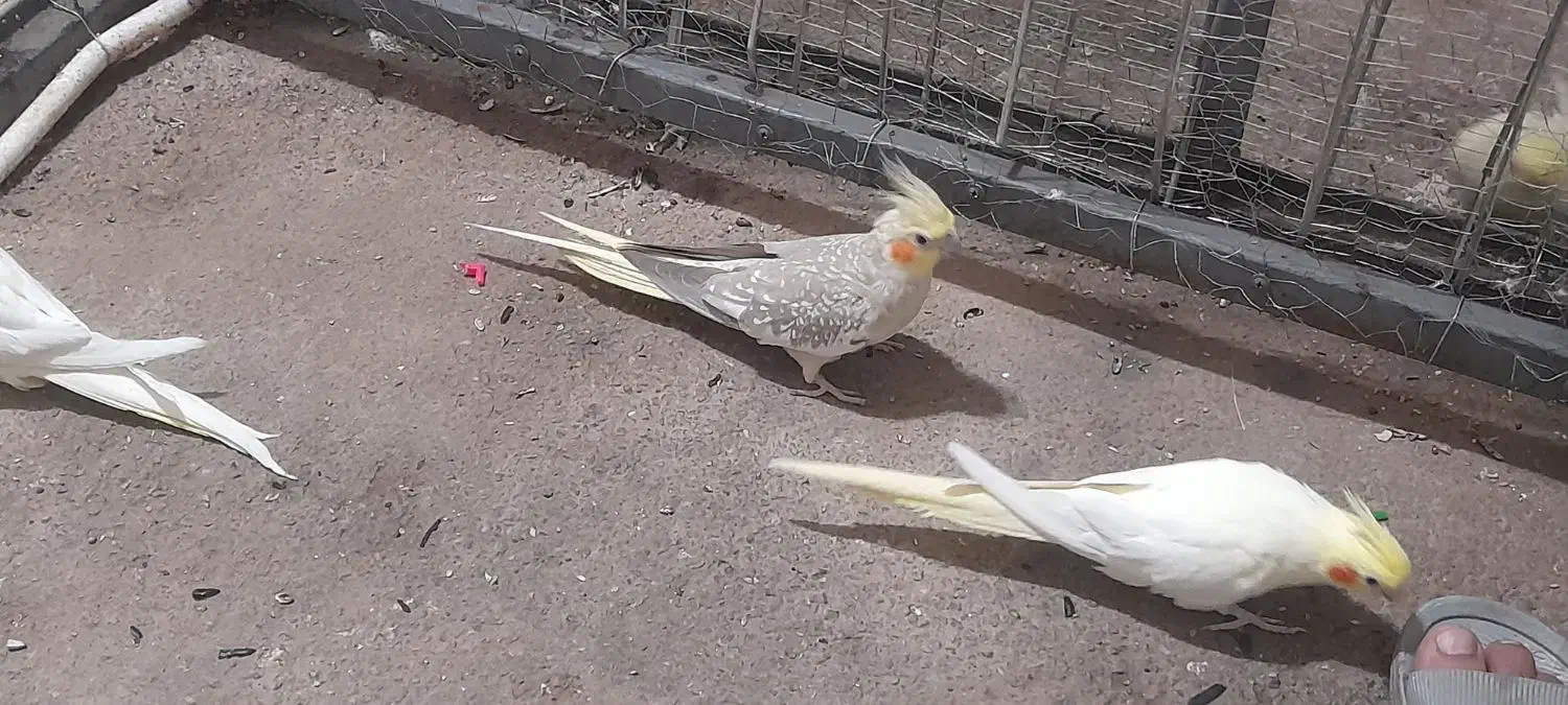 عروس هلندی و مرغ عشق|پرنده|پیرانشهر, |دیوار