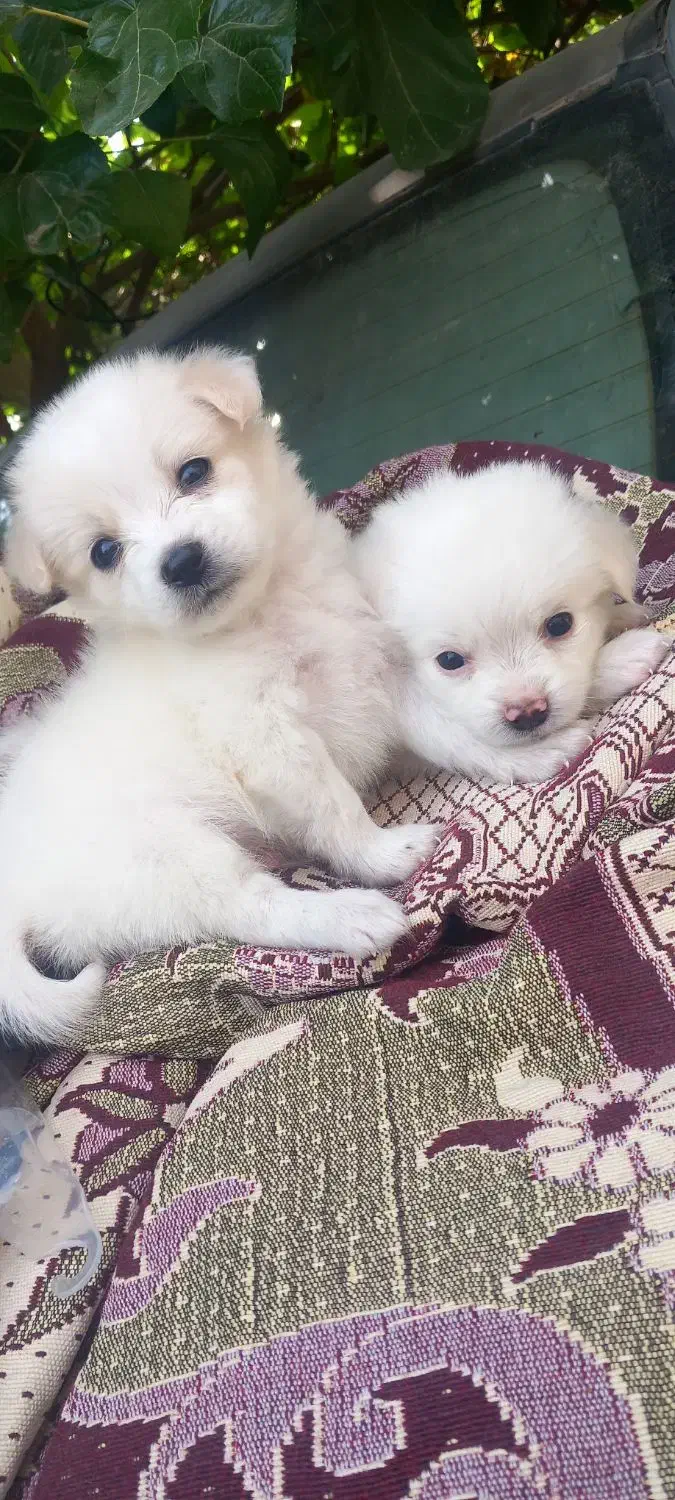 ...|سگ|میناب, |دیوار