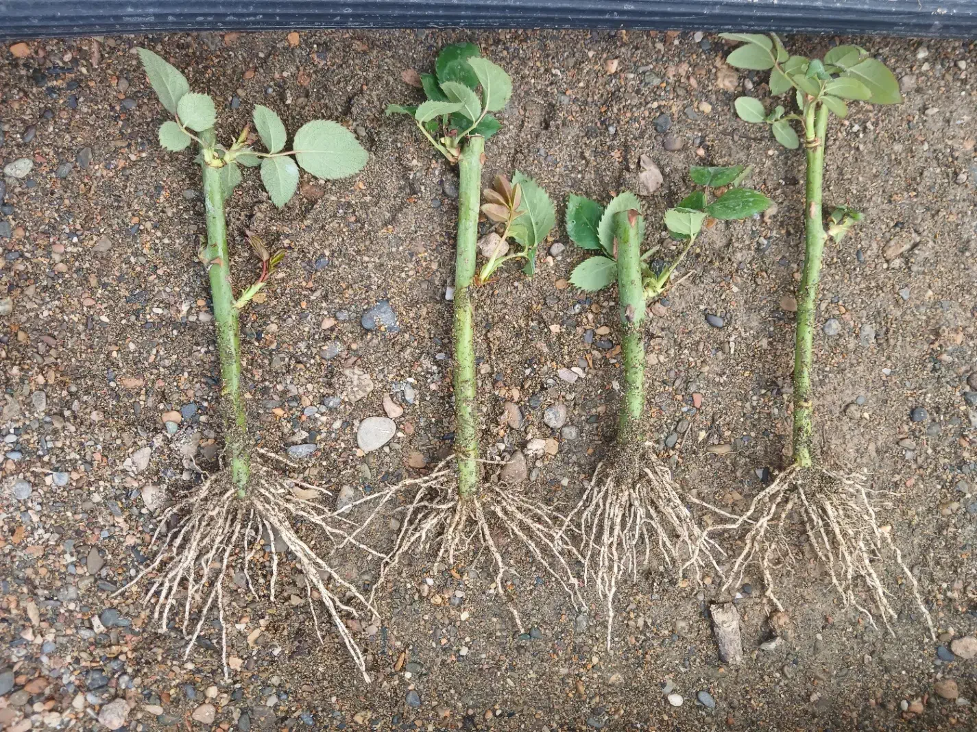 قلم رز سامورایی|گل و گیاه طبیعی|محلات, |دیوار