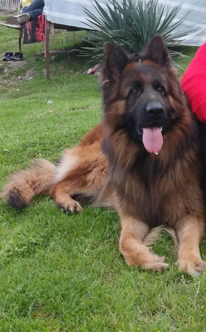 ژرمن شولاین|سگ|رشت, بلوار گیلان|دیوار