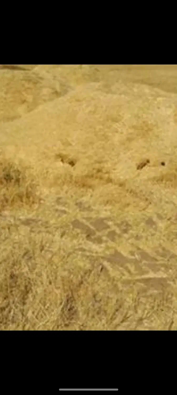 ۱۰ تن کاه|لوازم جانبی حیوانات|دهگلان, |دیوار