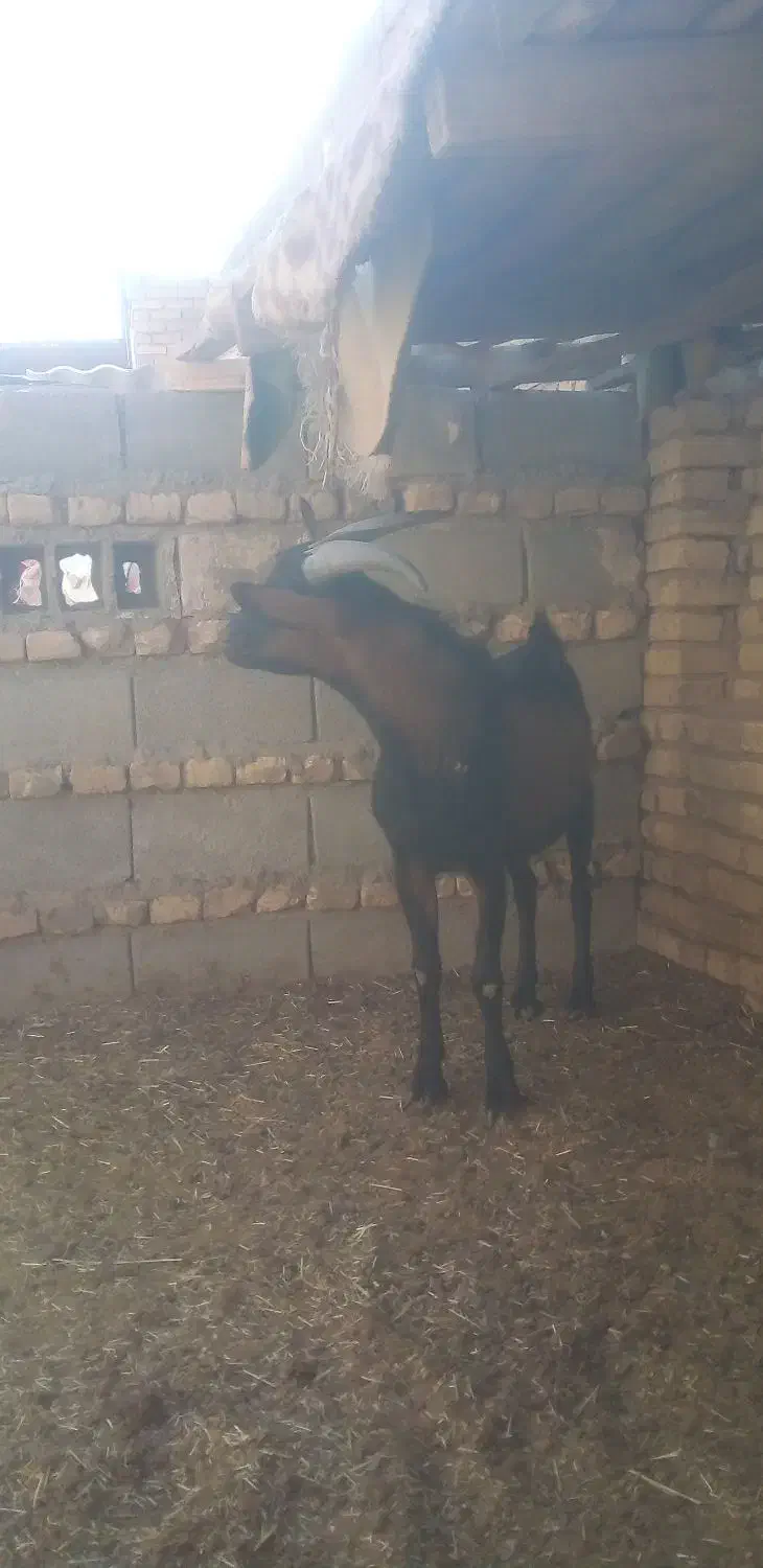 کره نر آلپاین|حیوانات مزرعه|یزد, |دیوار