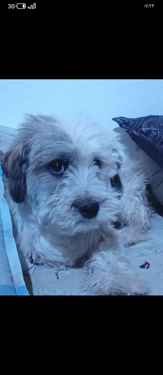 حیوان خانگی نژاد شیتزو .تربیت شده|سگ|قائن, |دیوار