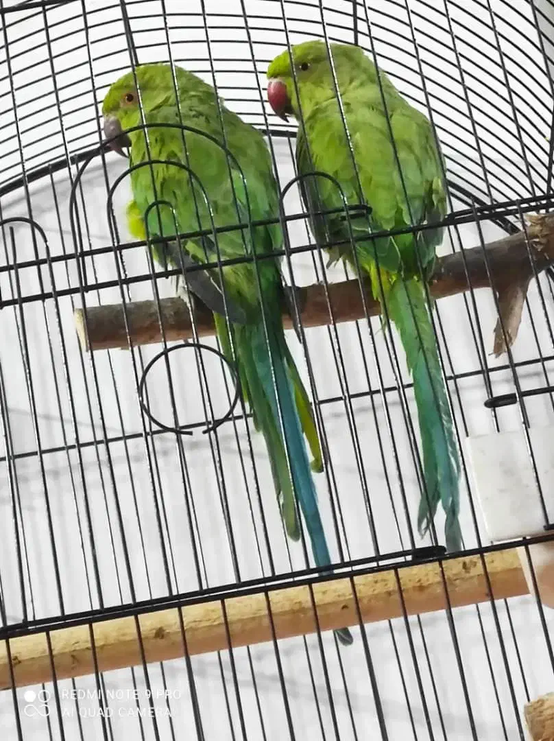 طوطی ملنگو|پرنده|آمل, |دیوار