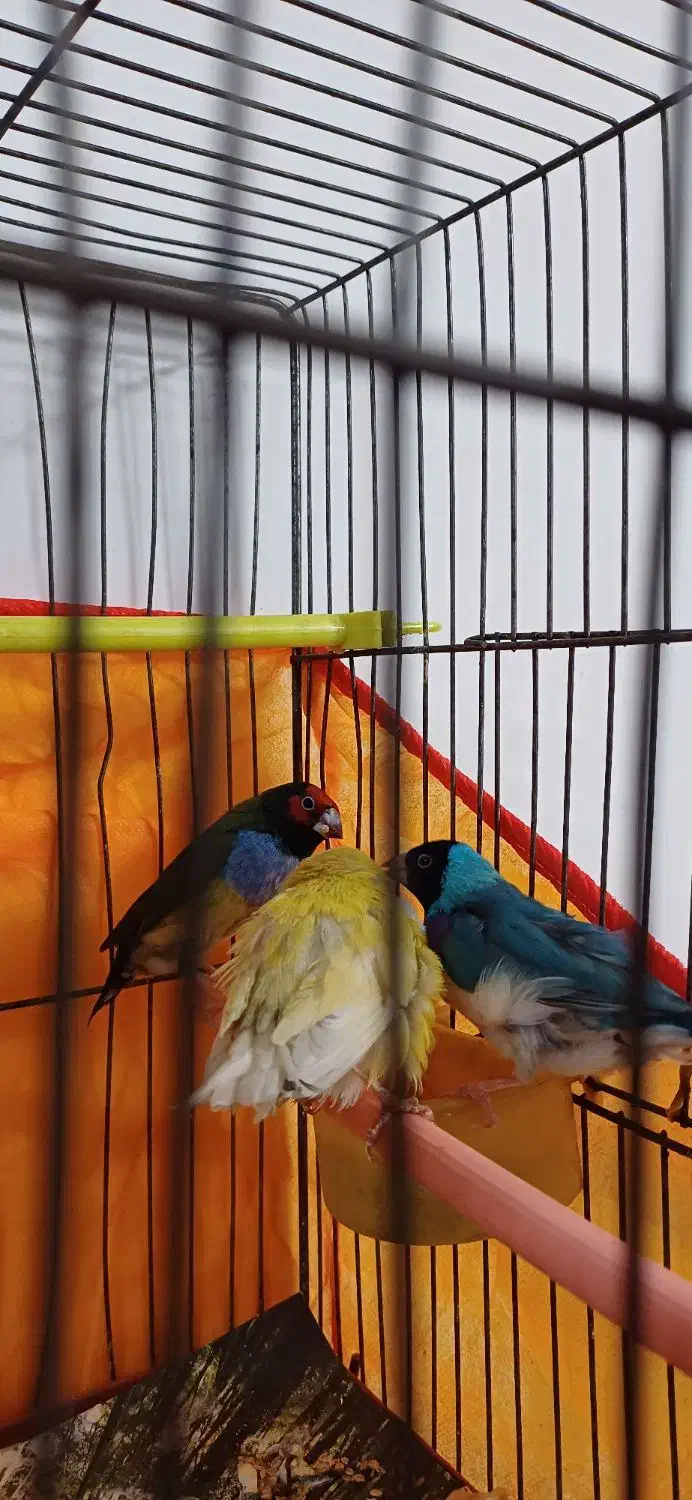 فنج گلدین ۲عدد احتمالا نر|پرنده|زاهدان, |دیوار