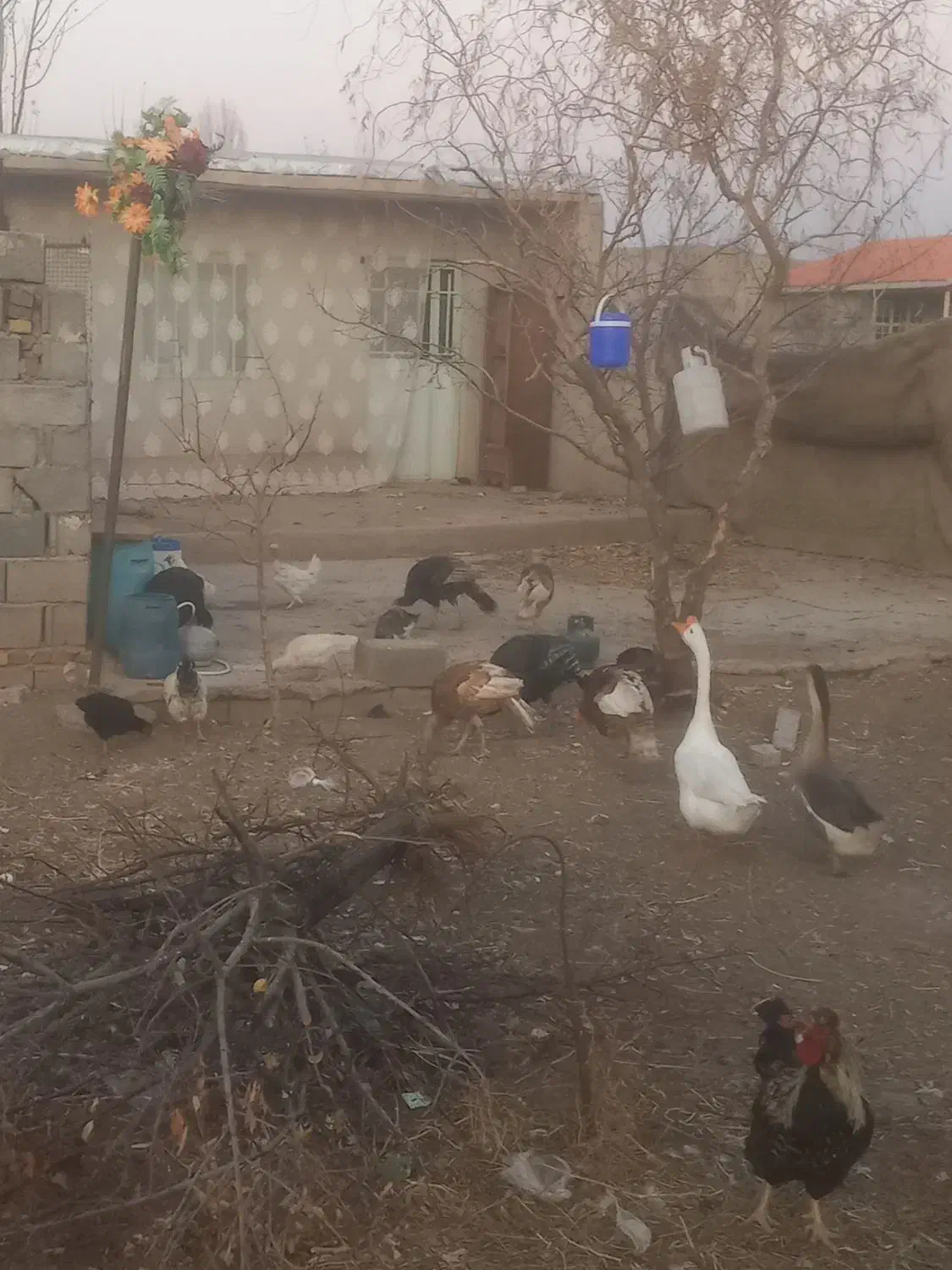 مرغ خروس بوقلمون|حیوانات مزرعه|هریس, |دیوار