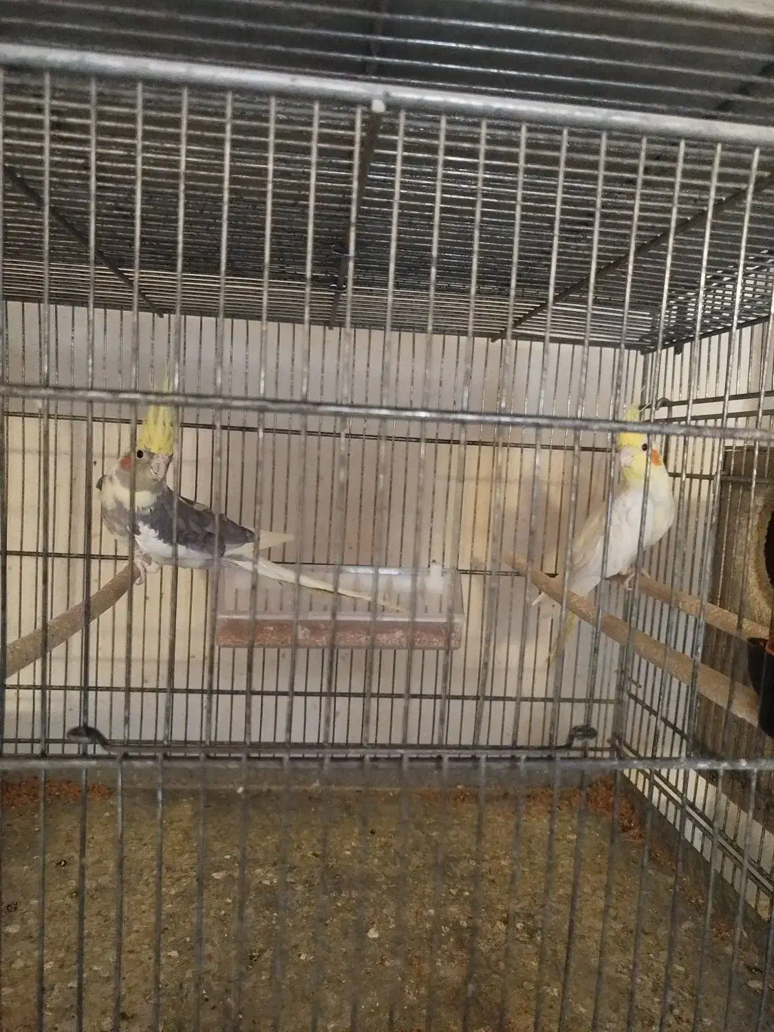 عروس هلندی و قفس هشت خان|پرنده|ساوه, |دیوار