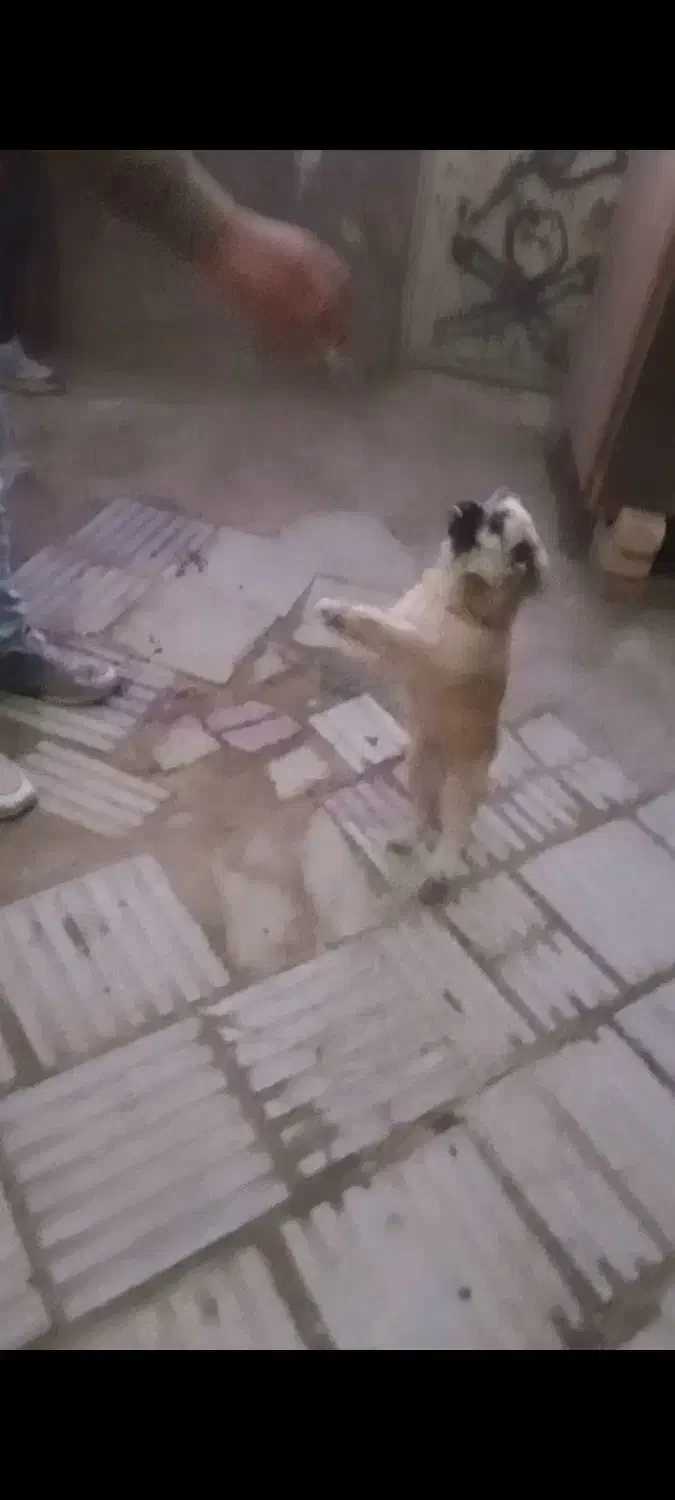 سگ پاکوتاه|سگ|قم, بوستان جوان|دیوار