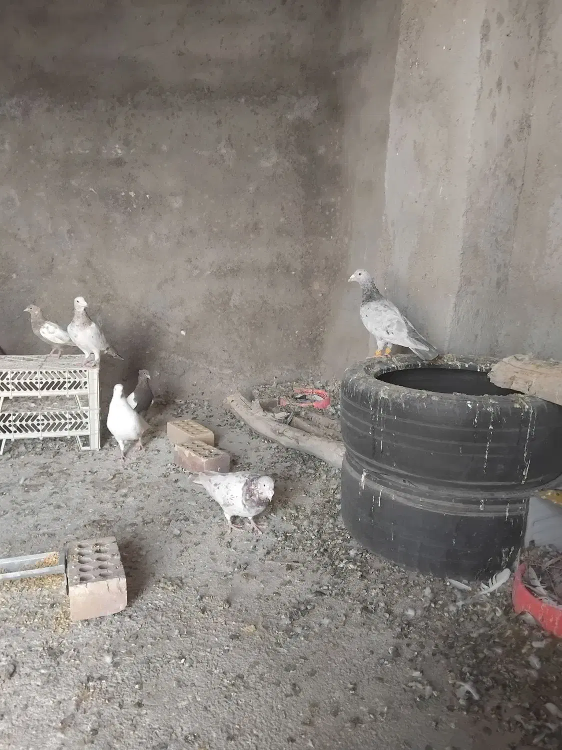 کفتر سینه و سرور|پرنده|قائن, |دیوار