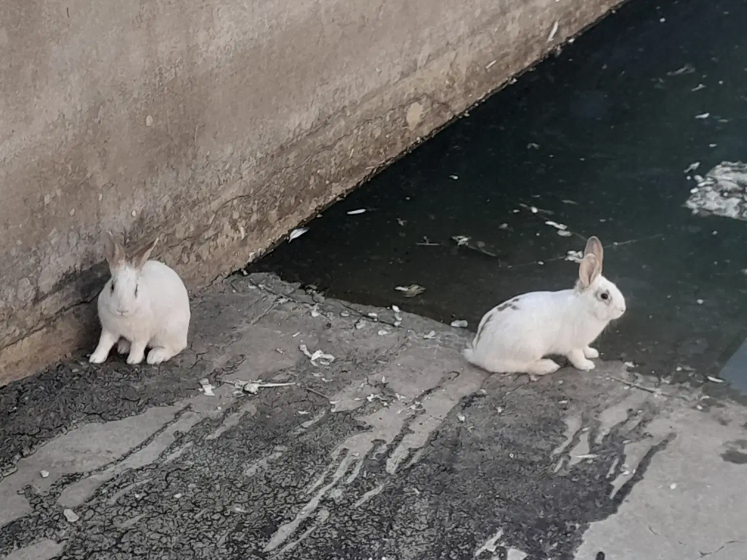 خرگوش|موش و خرگوش|تاکستان, |دیوار