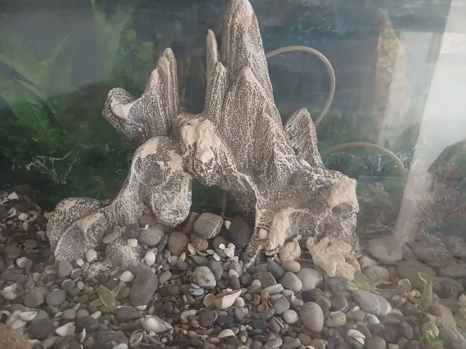 اکواریوم|ماهی|تهران, مختاری|دیوار