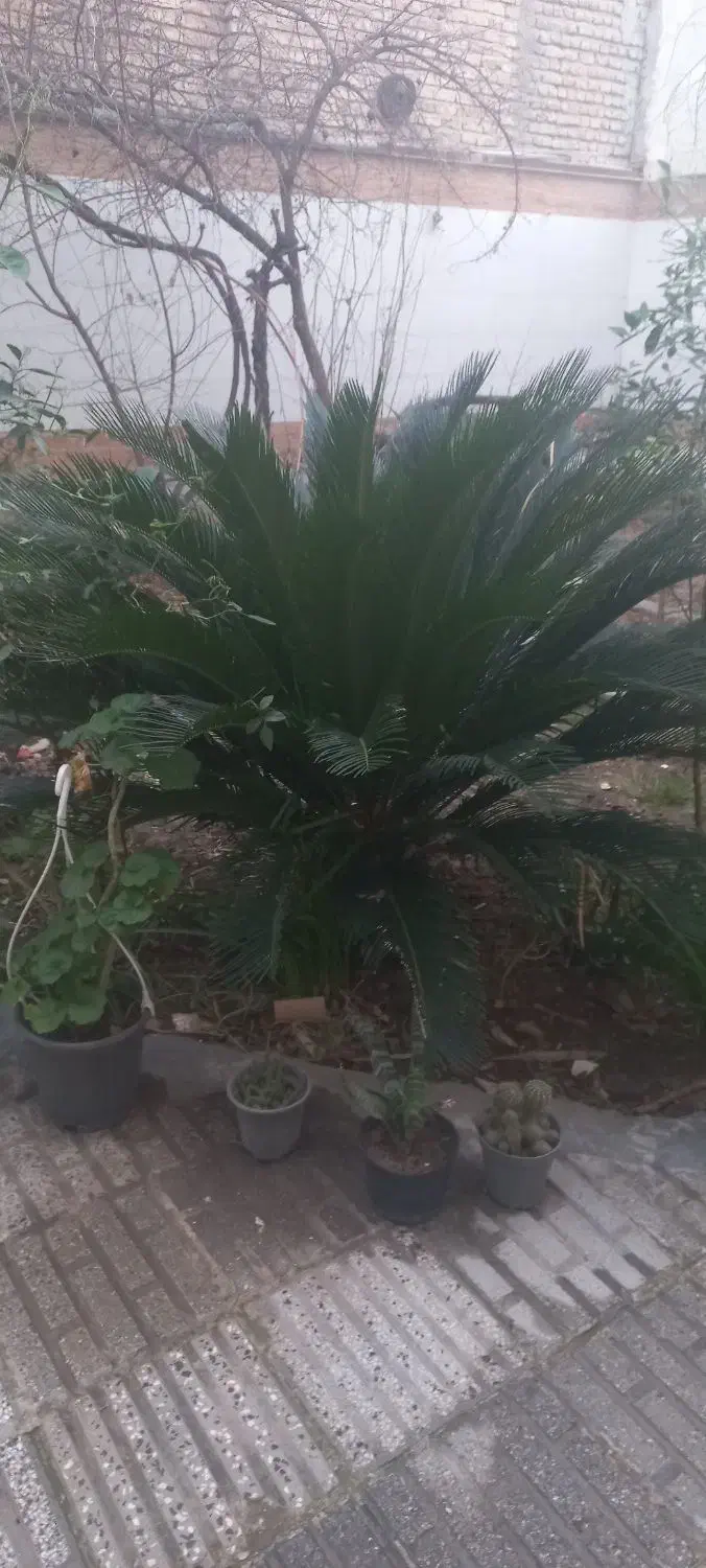 نخل سیکاس|گل و گیاه طبیعی|گرگان, |دیوار