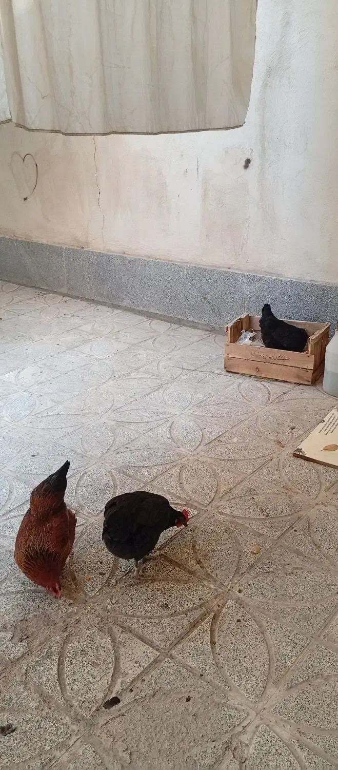 مرغ تخم گذار|حیوانات مزرعه|نسیمشهر, |دیوار