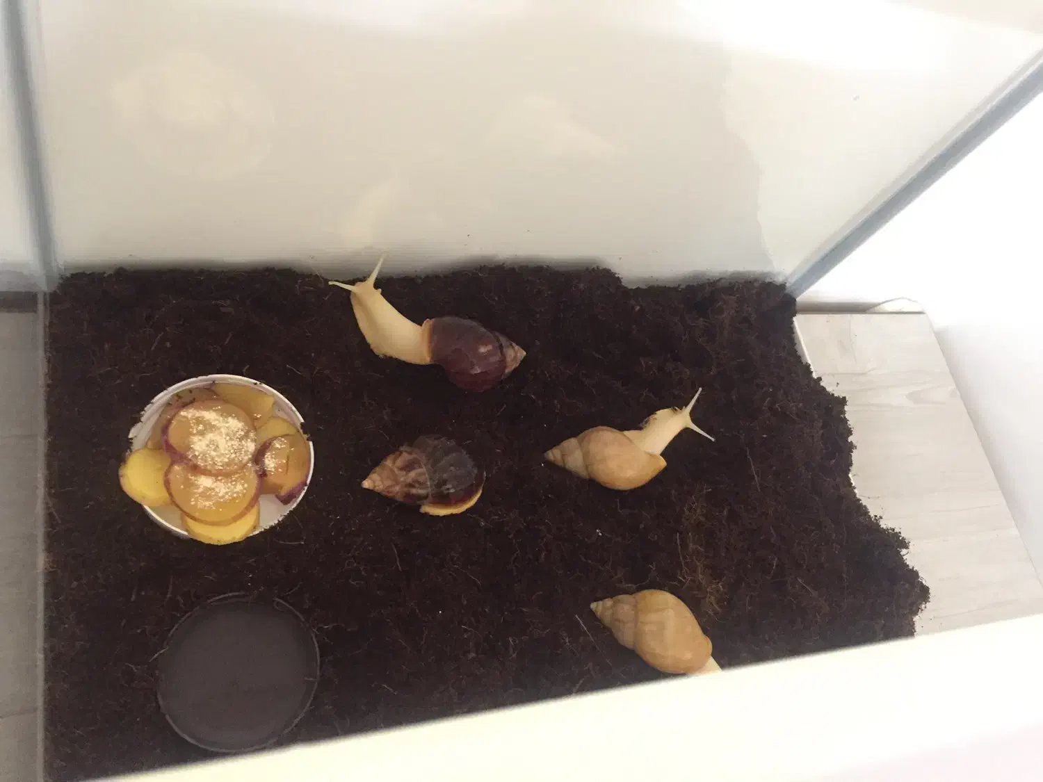 حلزون طبی آچاتینا نژاد آلبینو وفولیکا واگزاری فروش|خزنده|تهران, راه آهن|دیوار