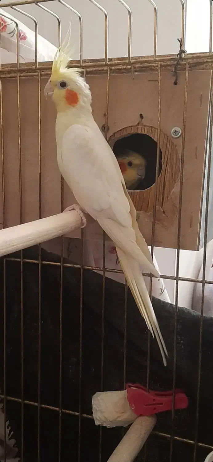 عروس هلندی ماده|پرنده|پیر بکران, |دیوار