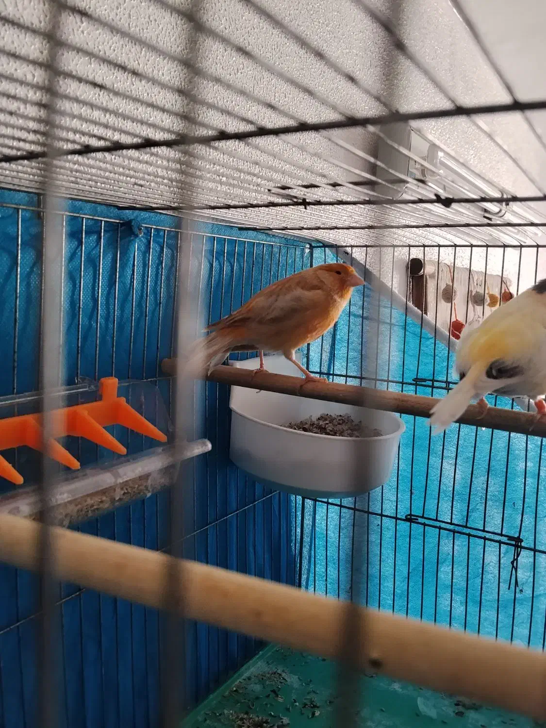 قناری|پرنده|برخوار, |دیوار