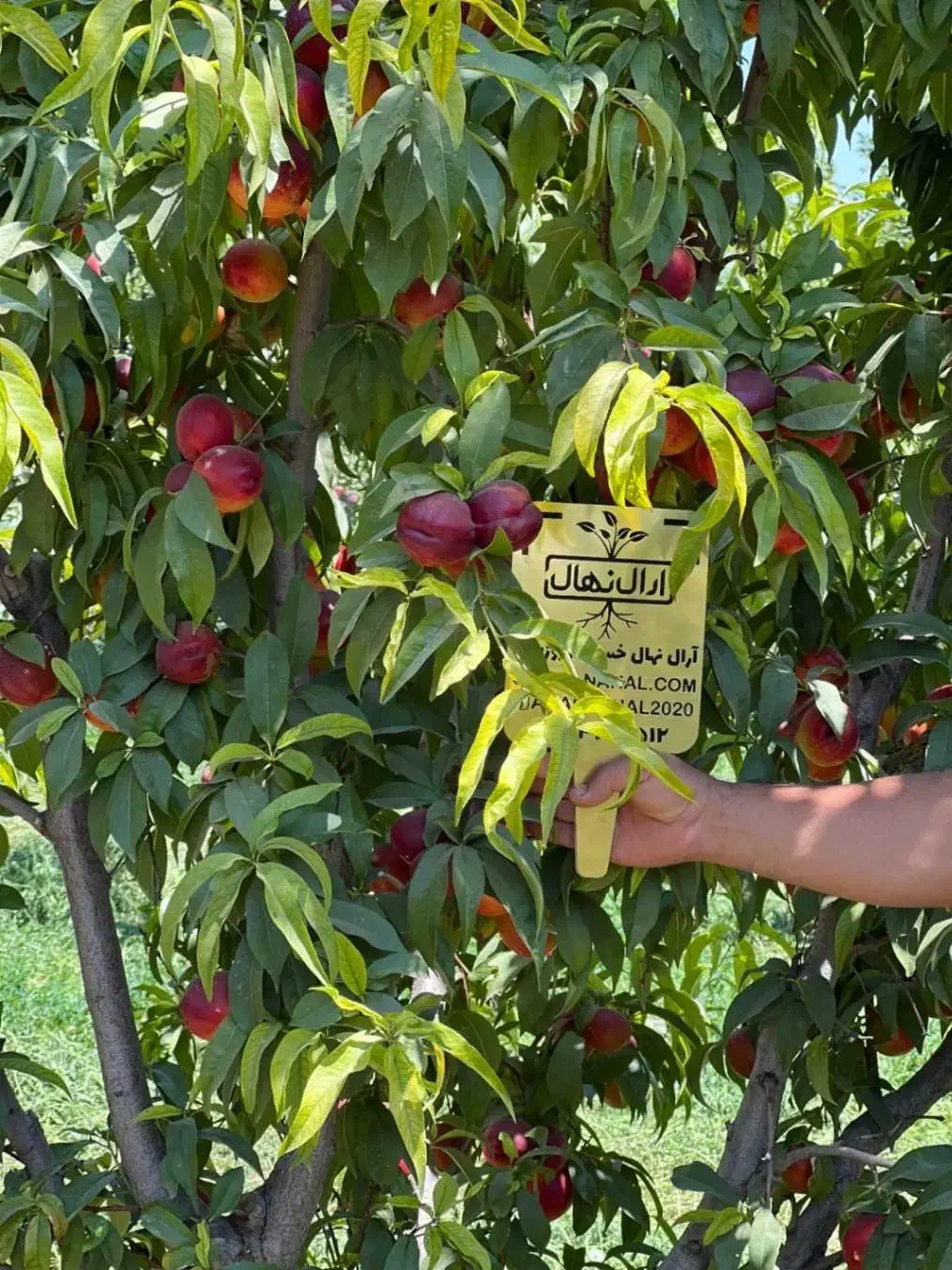 فروش نهال گیلاس لاپینز آمریکایی|خدمات باغبانی و درختکاری|سامان, |دیوار