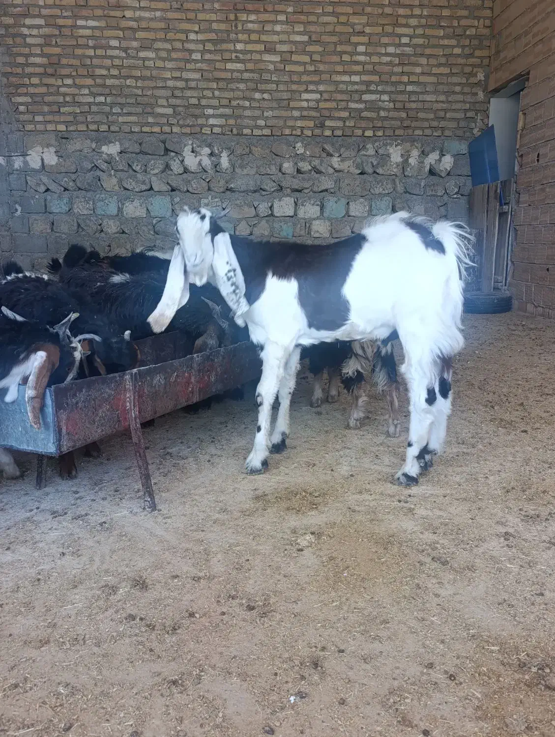 نر بز افغانی پاتر گلابی|حیوانات مزرعه|سیوان, |دیوار