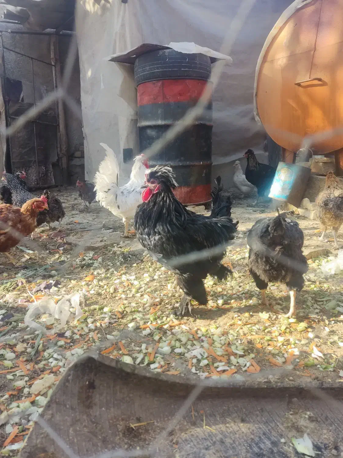 فروش فوری|حیوانات مزرعه|الیگودرز, |دیوار