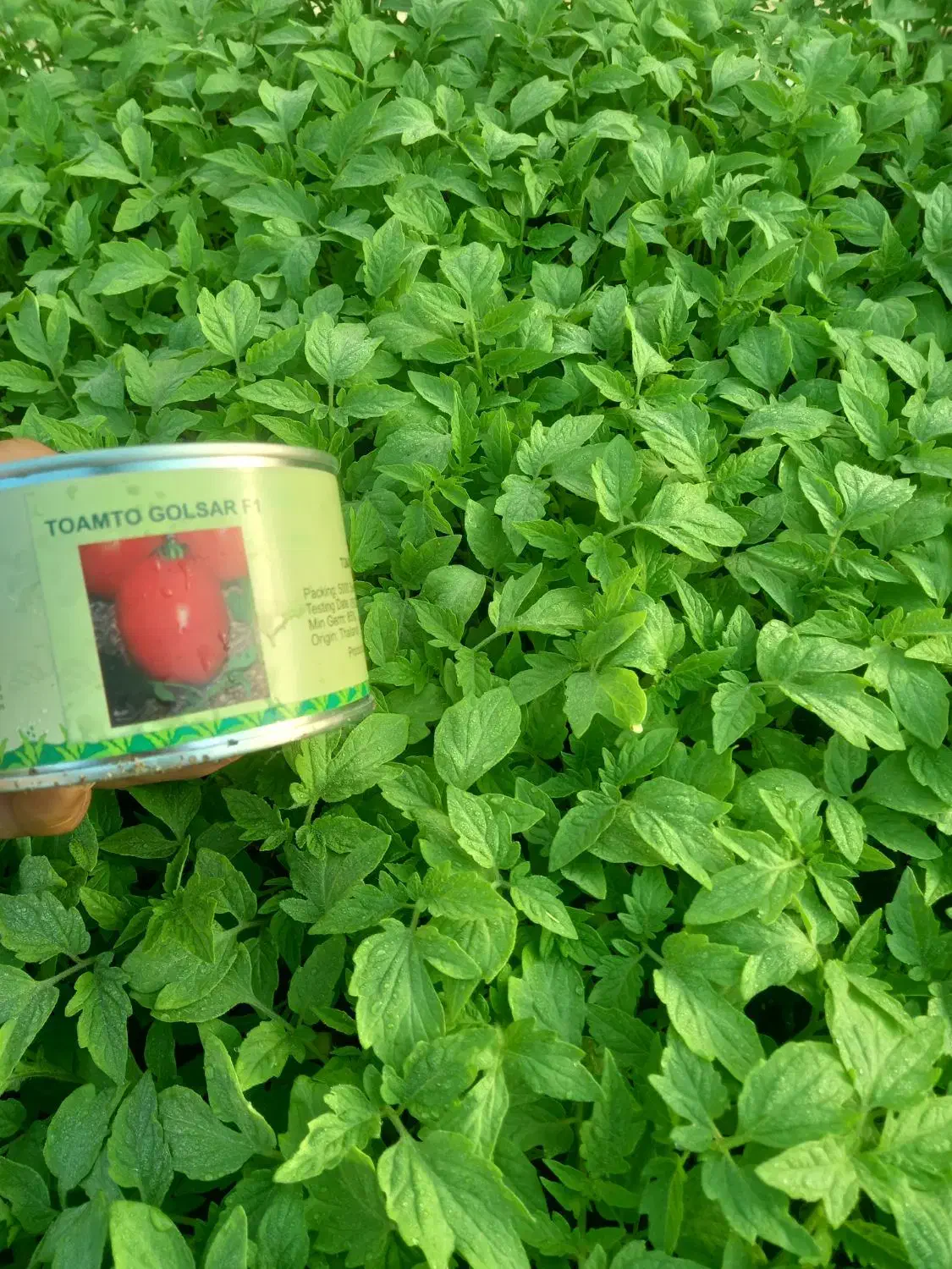 فروش نشا گوجه|گل و گیاه طبیعی|کهنوج, |دیوار