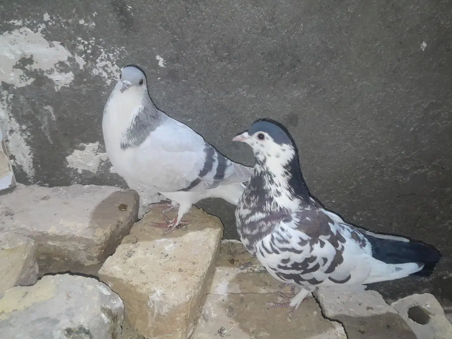 حیوون فروشی|پرنده|تربت‌حیدریه, آغوی|دیوار