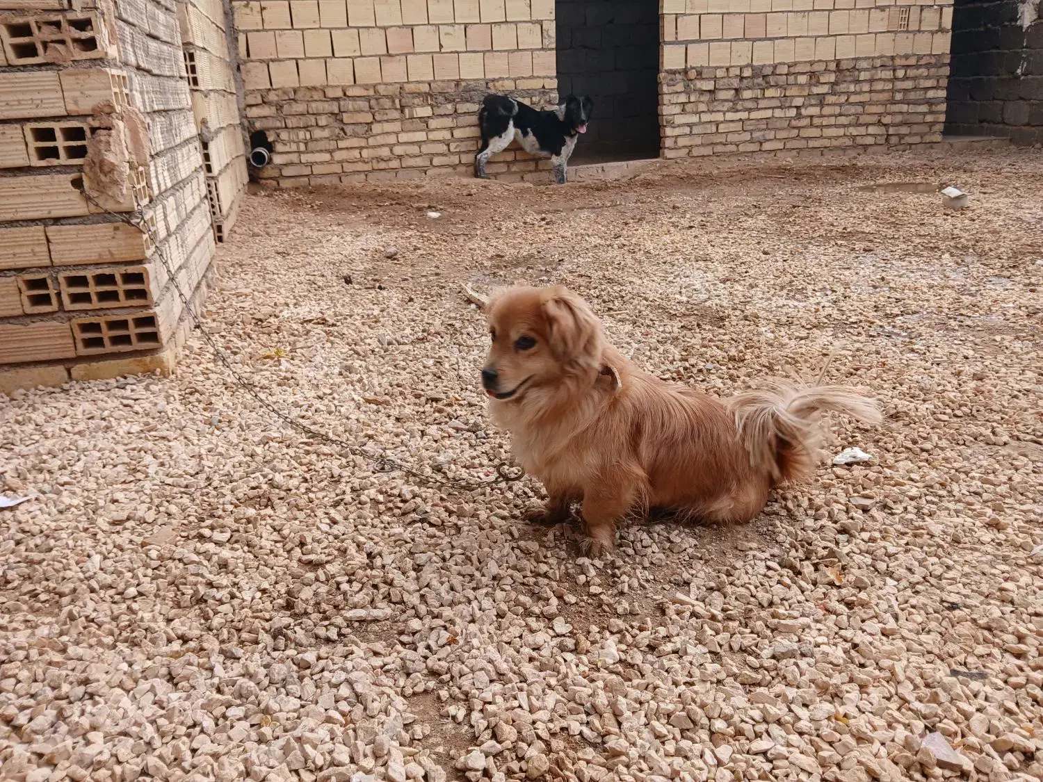 گمشده|حیوانات|برخوار, |دیوار