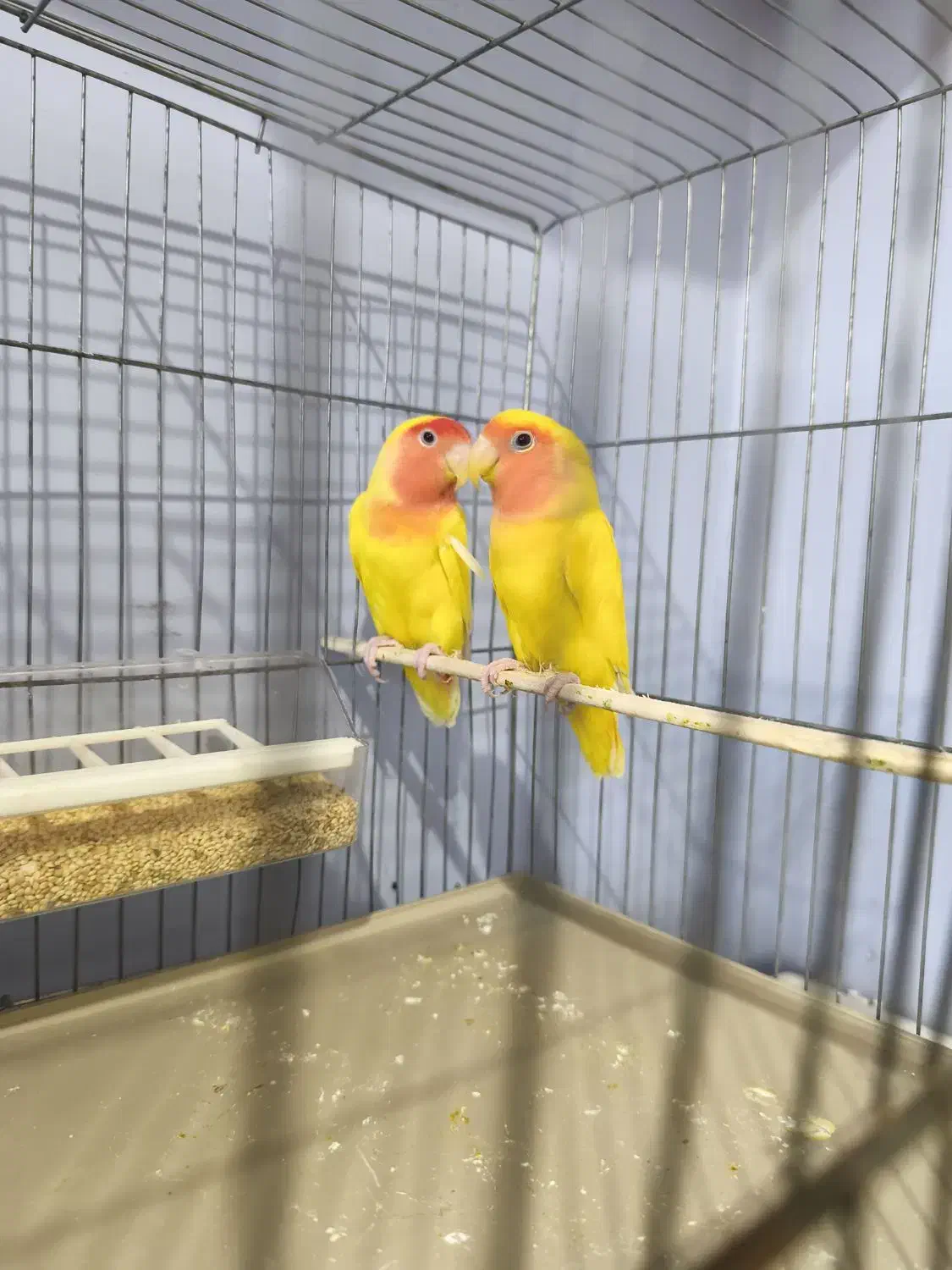 کوتوله برزیلی|پرنده|شیراز, گل سرخ|دیوار