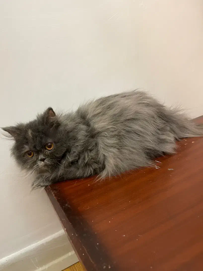 گربه پرشین اسکاتیش|گربه|زاهدان, |دیوار