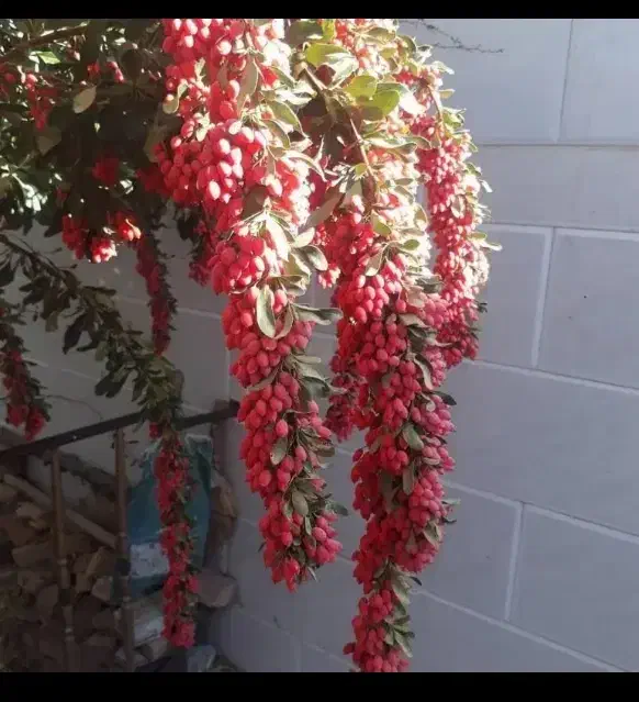 نهال زرشک پفکی  فقط وفقط 27000|خدمات باغبانی و درختکاری|تهران, باغ خزانه|دیوار